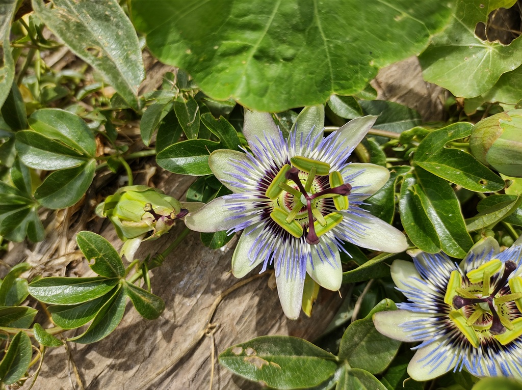 No s'ha trobat l'arxiu